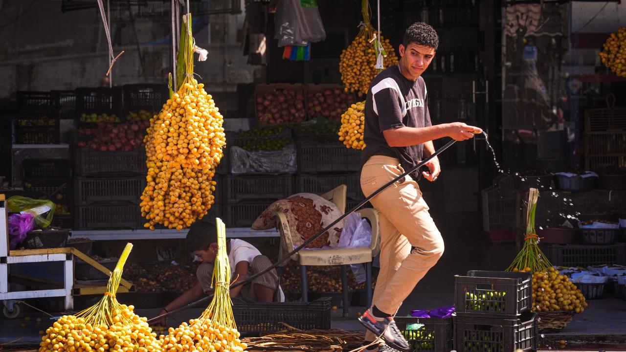 Palmiye ağaçlarının sayısının 30 milyona çıkarılması hedefleniyor