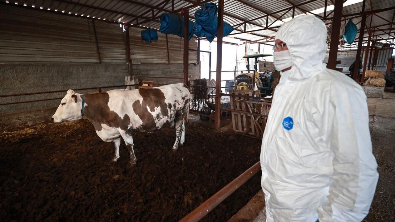 Birkaç işletmede hastalık tespit edildi