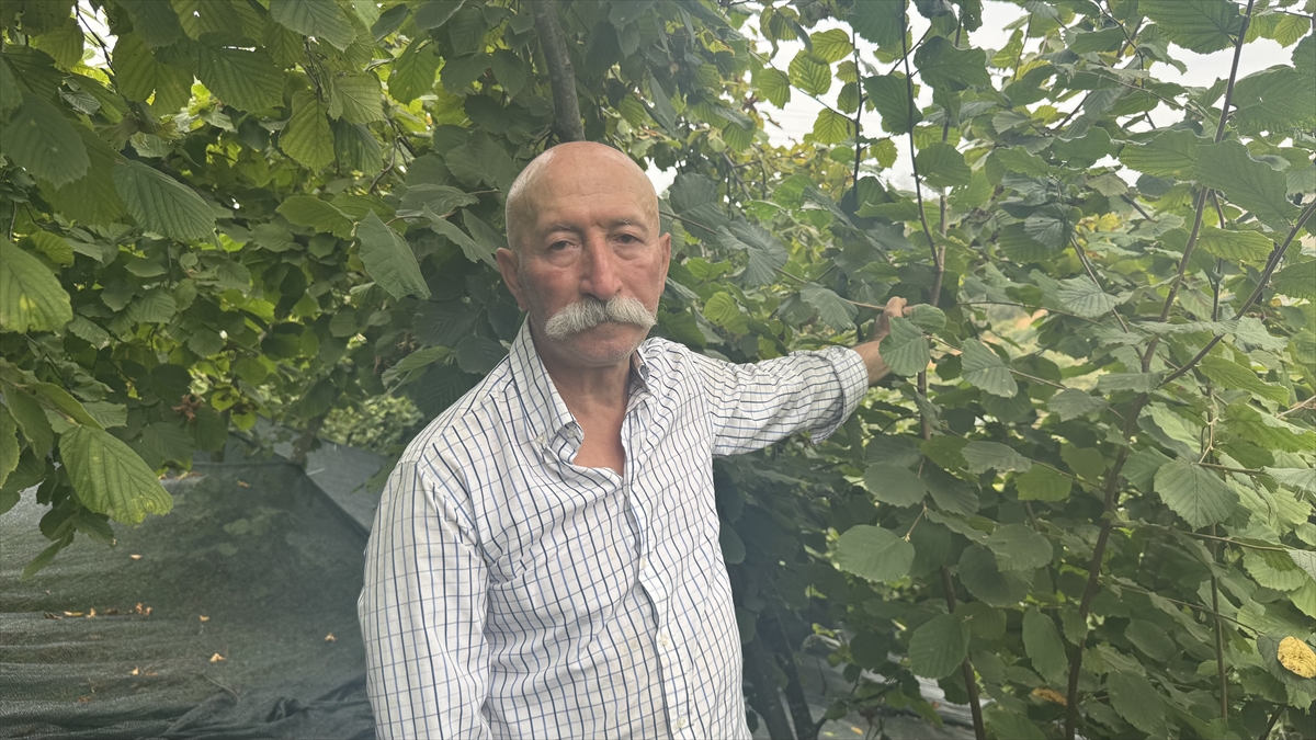 "Dalında olgunlaşması halinde kilogramı ve kalitesi artıyor"