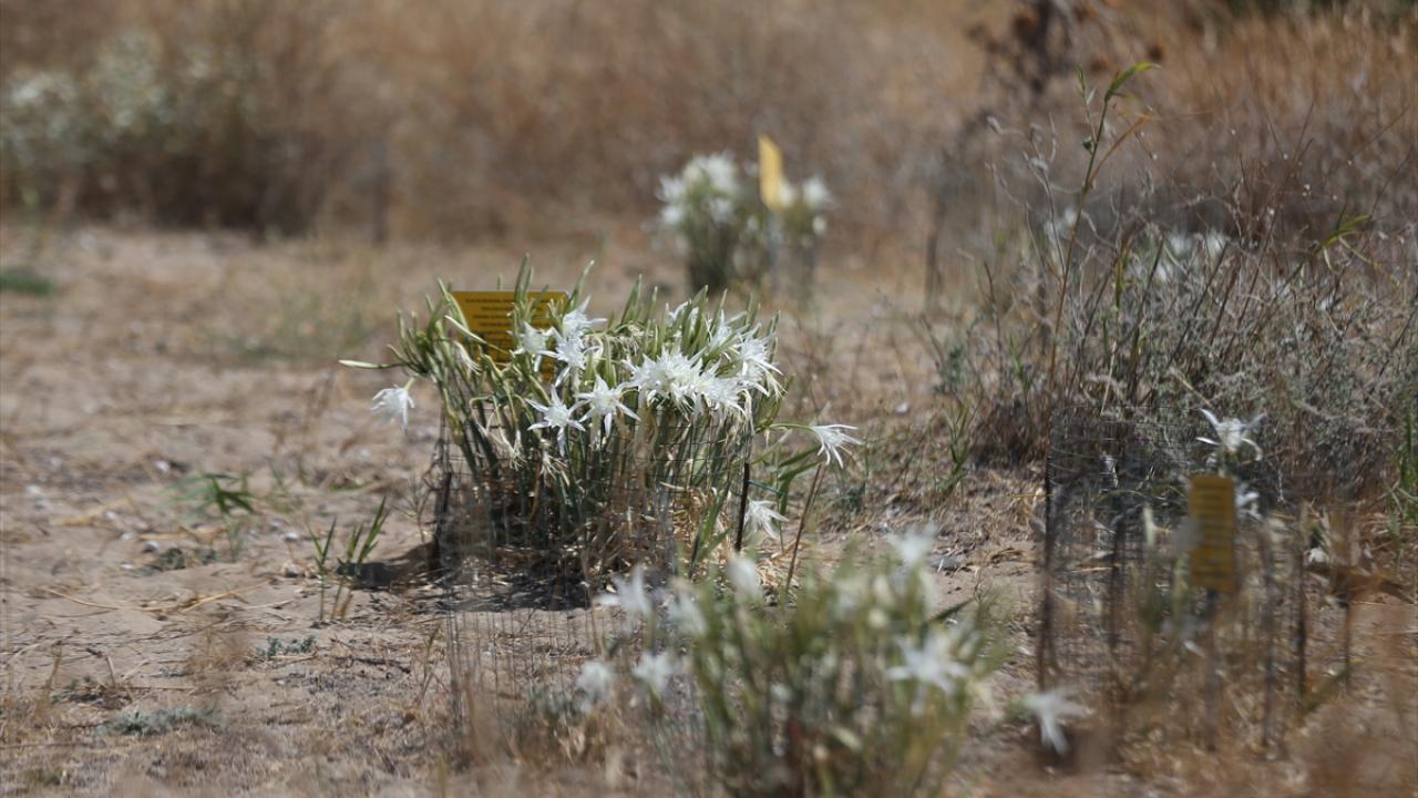"Arkeolojik sit alanları peyzajıyla değerli"
