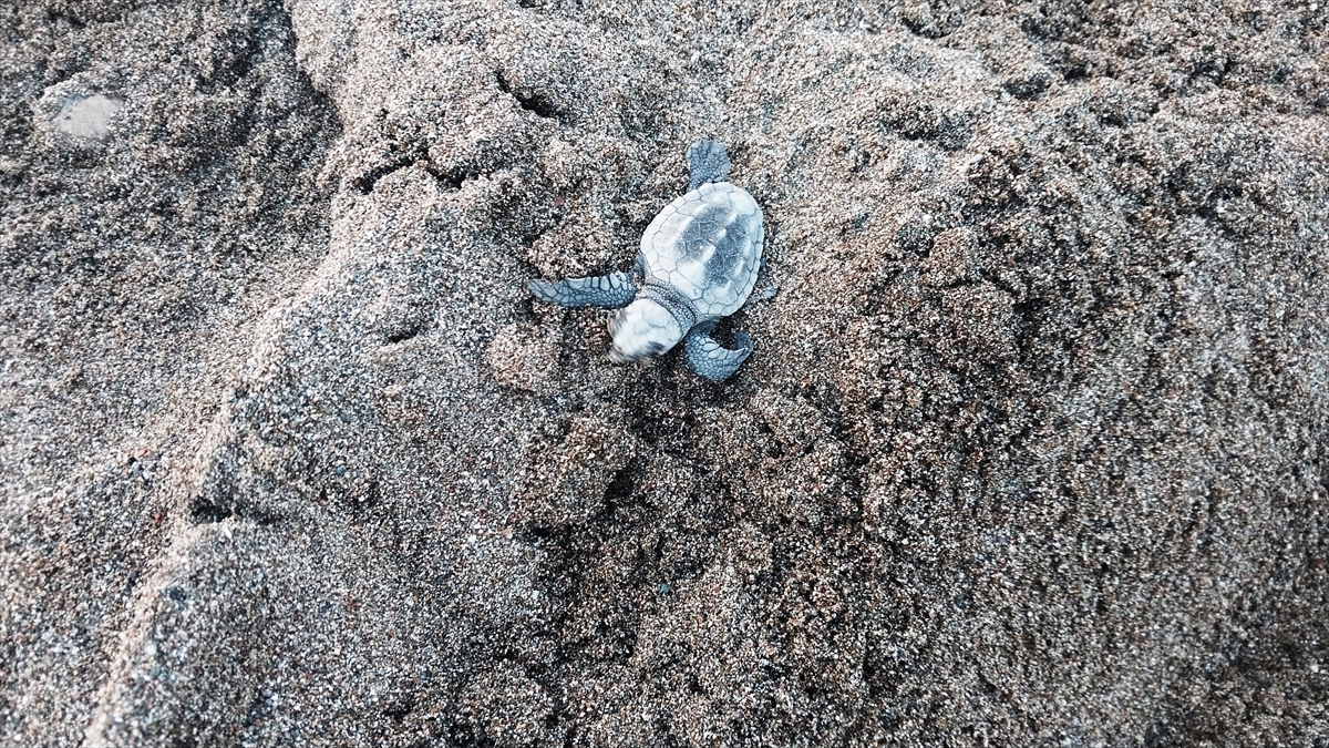 İztuzu sahilinde 22 yuvadan daha yavru çıkışı bekleniyor