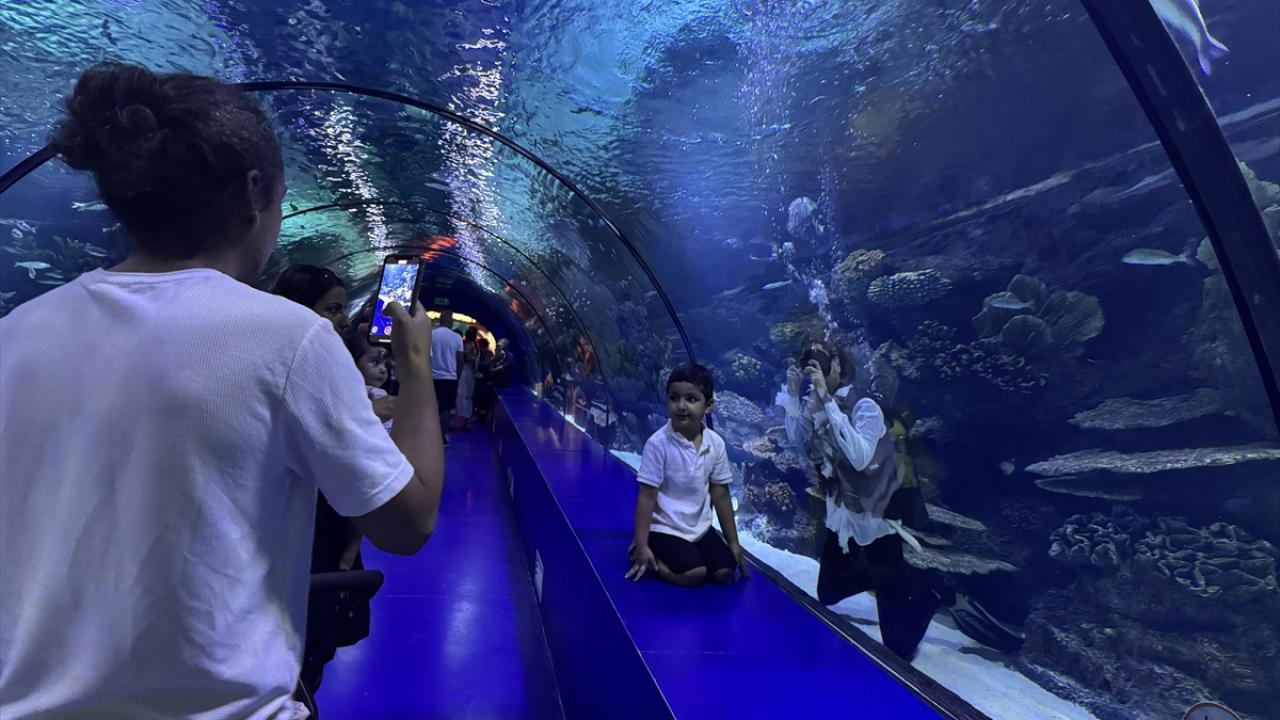 En çok köpek balıklarını merak ediyorlar