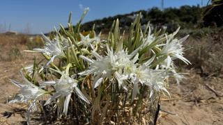 Sahillerin beyaz süsü kum zambakları antik kent kıyılarında özenle korunuyor