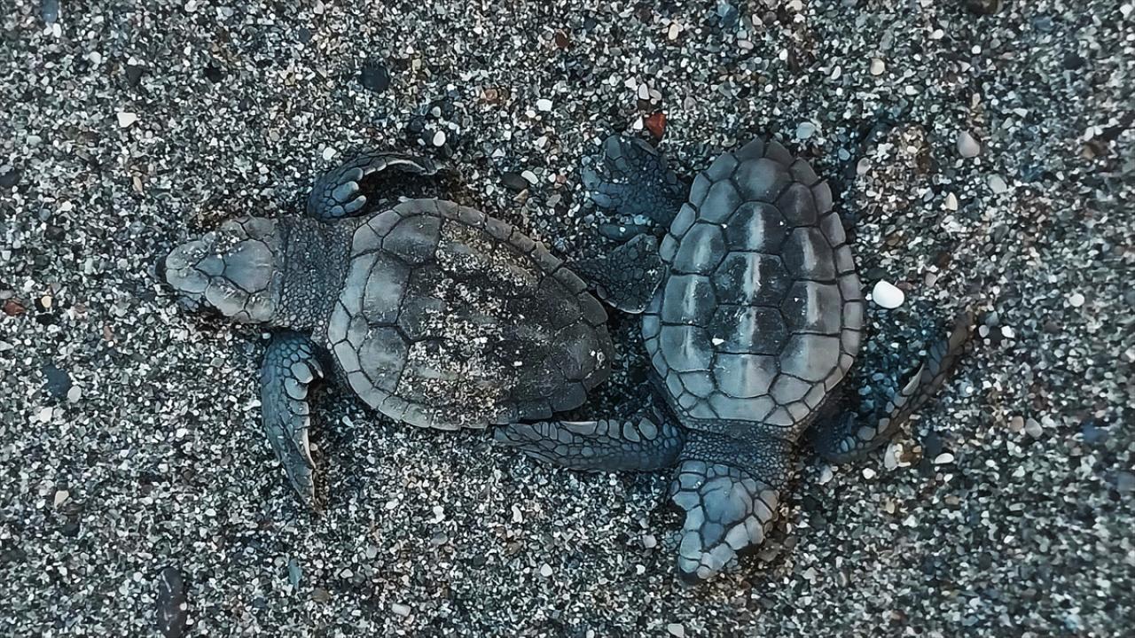 İztuzu sahilinde 30 bin yavru caretta caretta mavi sularla buluştu
