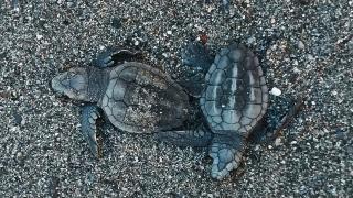 İztuzu sahilinde 30 bin yavru caretta caretta mavi sularla buluştu