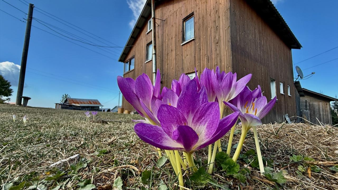 Batı Karadeniz yaylalarında sonbahar çiçekleri görülmeye başladı