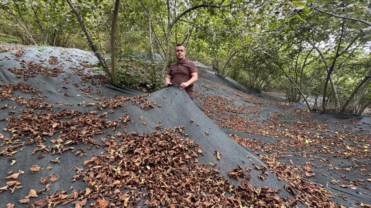 File örtüyle yapılan fındık hasadı üreticinin yükünü hafifletiyor