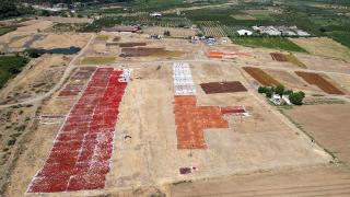 Gediz Ovası kurutmalık ürünlerle renklendi