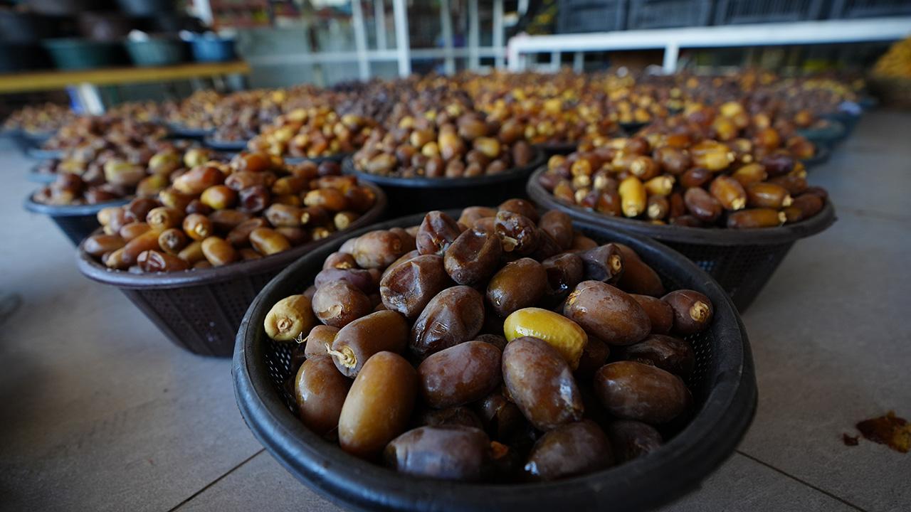 Irak'ta onlarca çeşidi bulunan hurma hasadı başladı