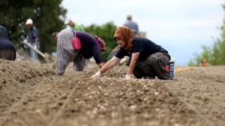Karabük'te safran soğanı toprakla buluşuyor
