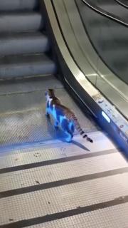 Havalimanında kedinin yürüyen merdivenle imtihanı