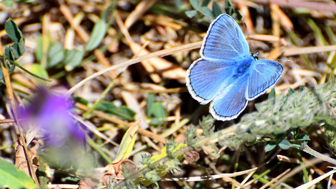 Sarıkamış’ta sonbahar kelebeklerle renklendi