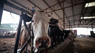Şap hastalığına karşı karantina tedbiri uygulanan Mersin'de "aşılama timleri" sahada