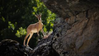 Tunceli’de koruma altındaki yaban keçileri