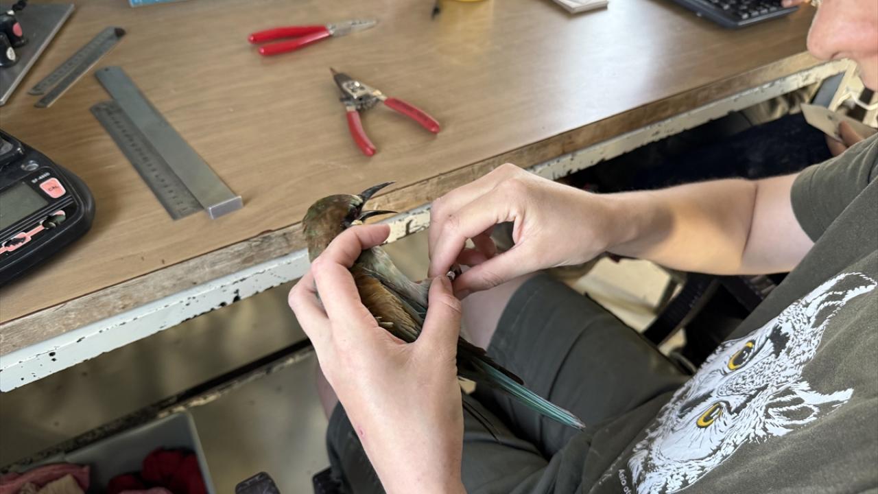 "Bu kadar fazla türle karşılaşmamıştım"