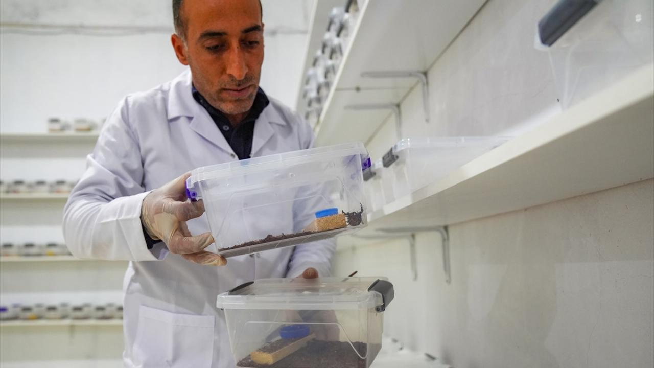 "Çocukken köyde bir eve akrep girdiğinde beni çağırırlardı"