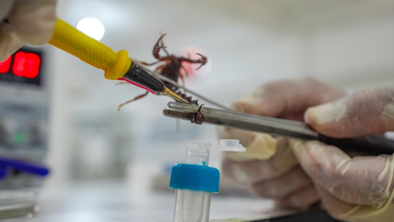 "Avrupa`nın birçok ülkesi ile Çin, Hindistan ve Küba`dan talep var"