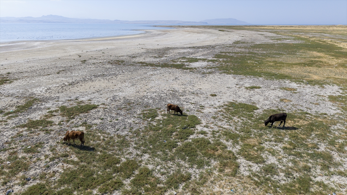 Kuraklık Van Gölü kıyılarındaki flamingoların yaşam alanlarını daralttı