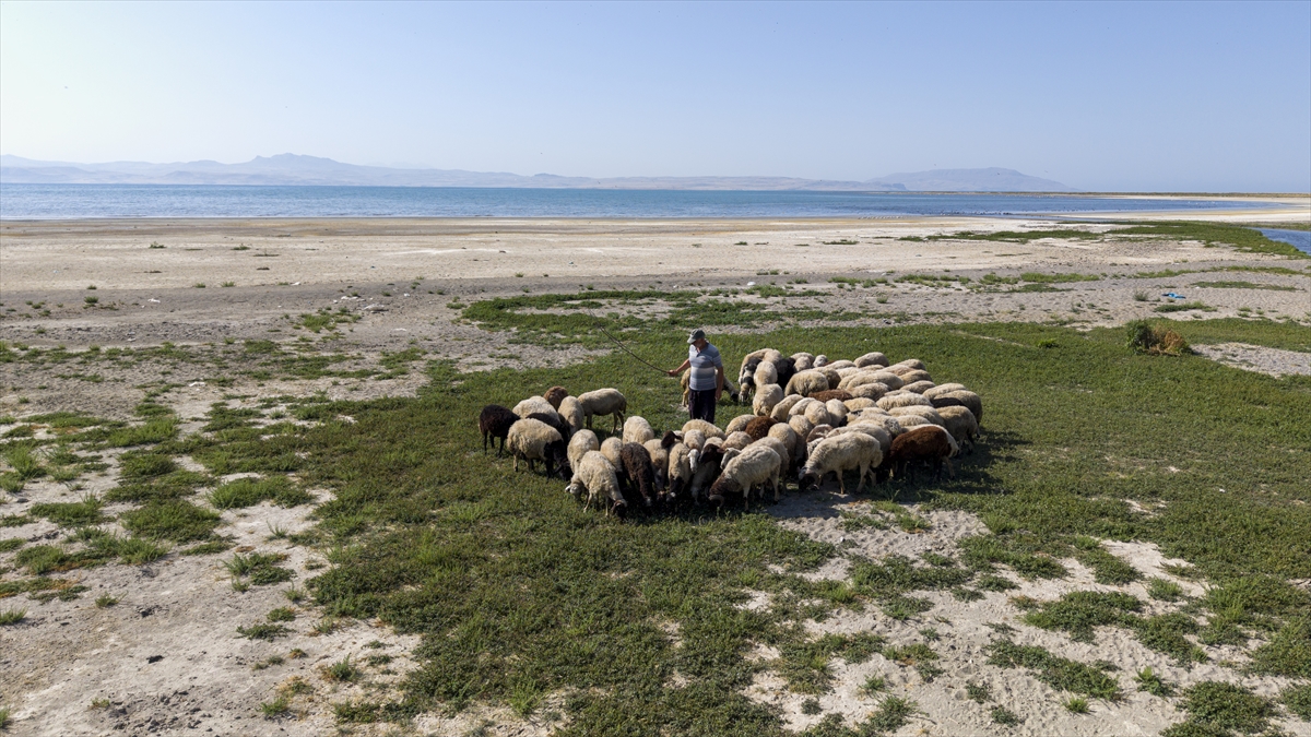 "Göl çekilince flamingoların beslenme alanları da değişti"