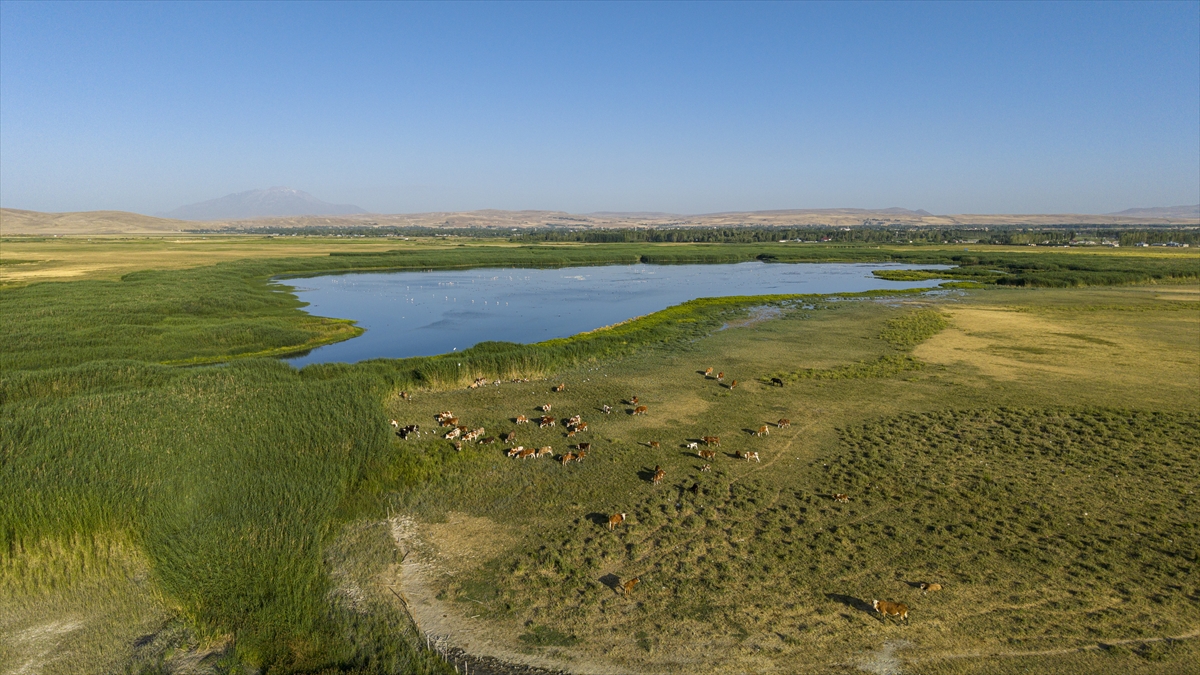 Kuraklık Van Gölü kıyılarındaki flamingoların yaşam alanlarını daralttı