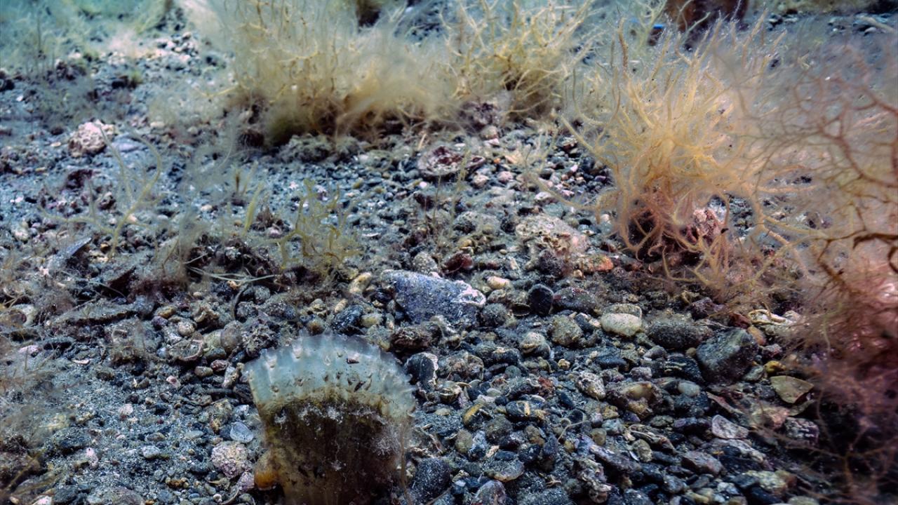 "Bir bebek pina nasıl büyür, gelişir şeffaf şekilde göstereceğiz"