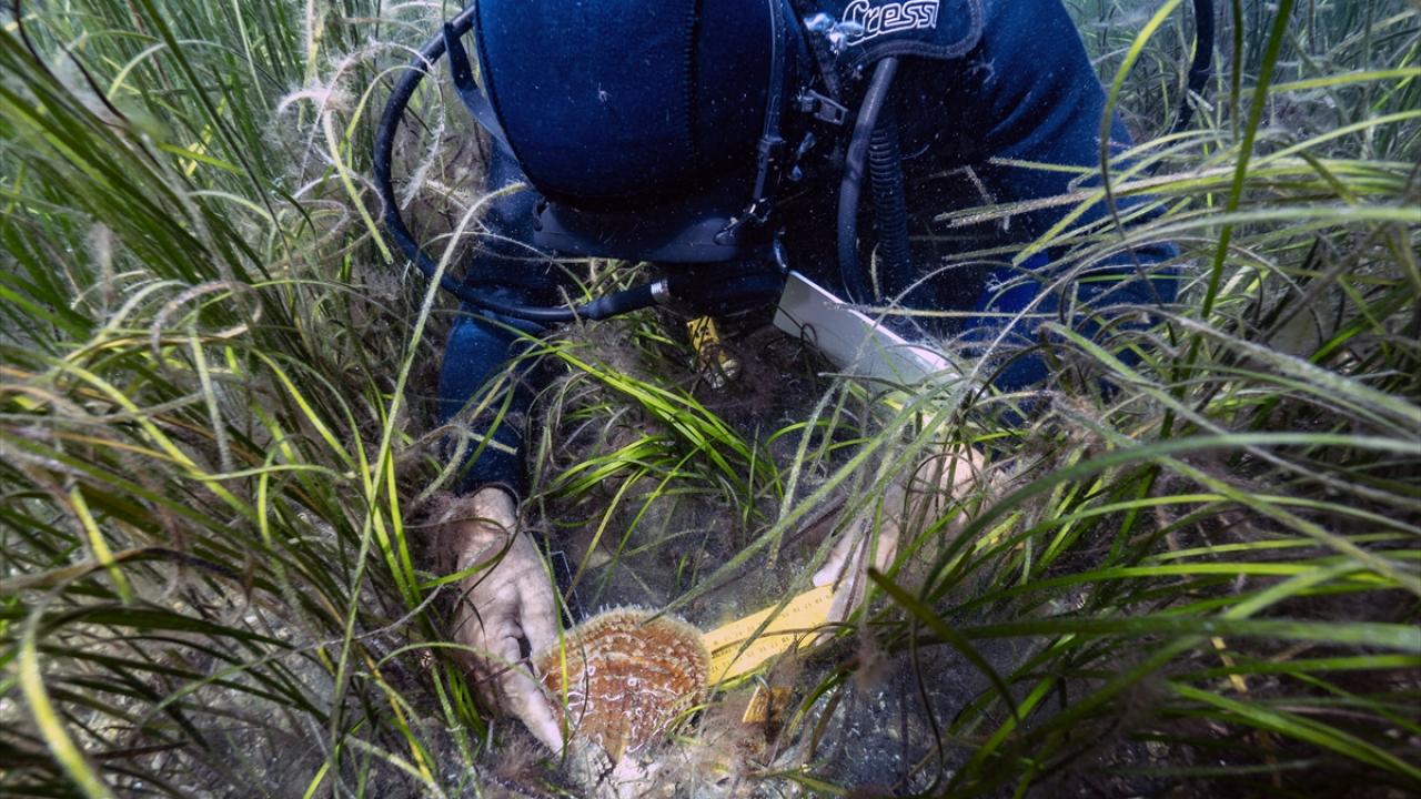 Müsilaj en çok bebek ve yavru pinalara zarar veriyor