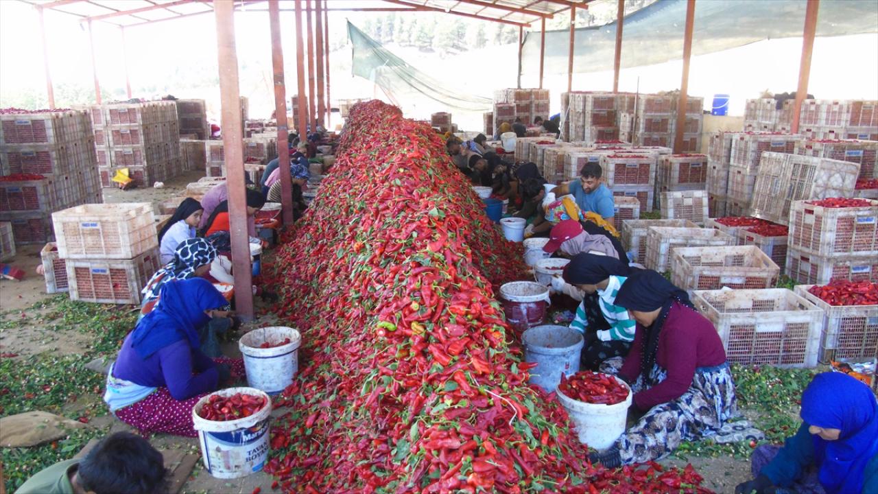 Gaziantep'te 8 bin tarım işçisi ile 'acı' mesaisi