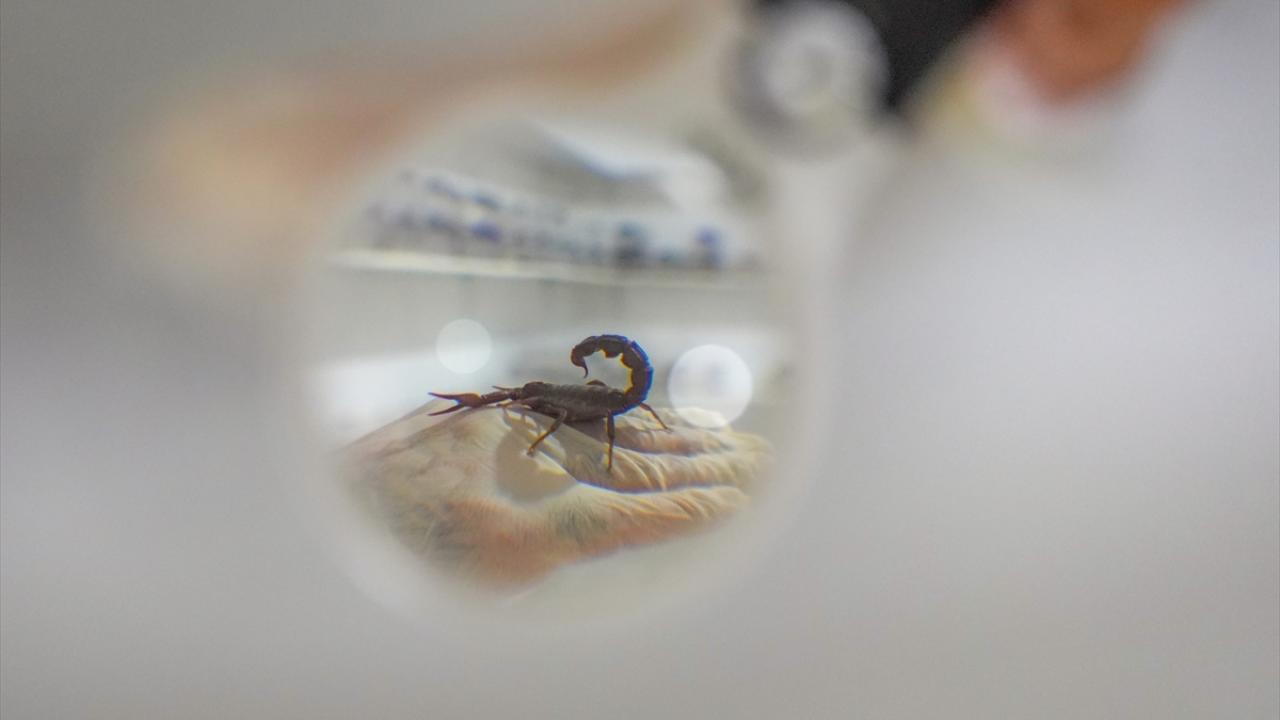 Kurduğu tesiste yetiştirdiği 3 bin akrepten zehir elde ediyor