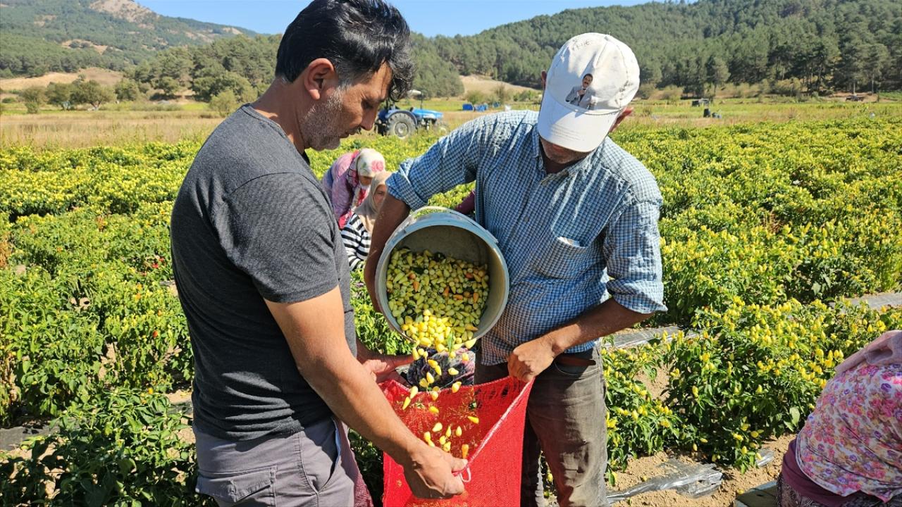 Sındırgı’da biberiye hasadı başladı