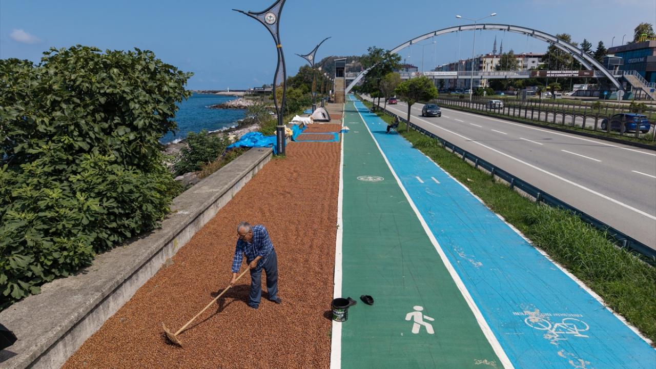 Giresun’da hasat edilen fındıklar kurutuluyor