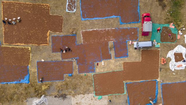 Giresunlu fındık üreticileri bu yıl da ürünlerini Şebinkarahisar ilçesinde kurutuyor
