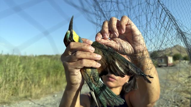 Aras Kuş Cenneti'nde 1 ayda 2 bin kuş halkalandı