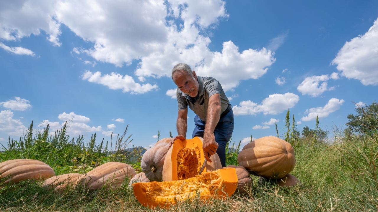 Coğrafi işarete aday 'Döşemealtı kabağı'nda hasat başladı