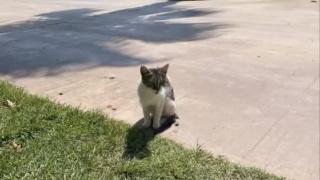 Kocaeli'de denize düşen kedi kurtarıldı