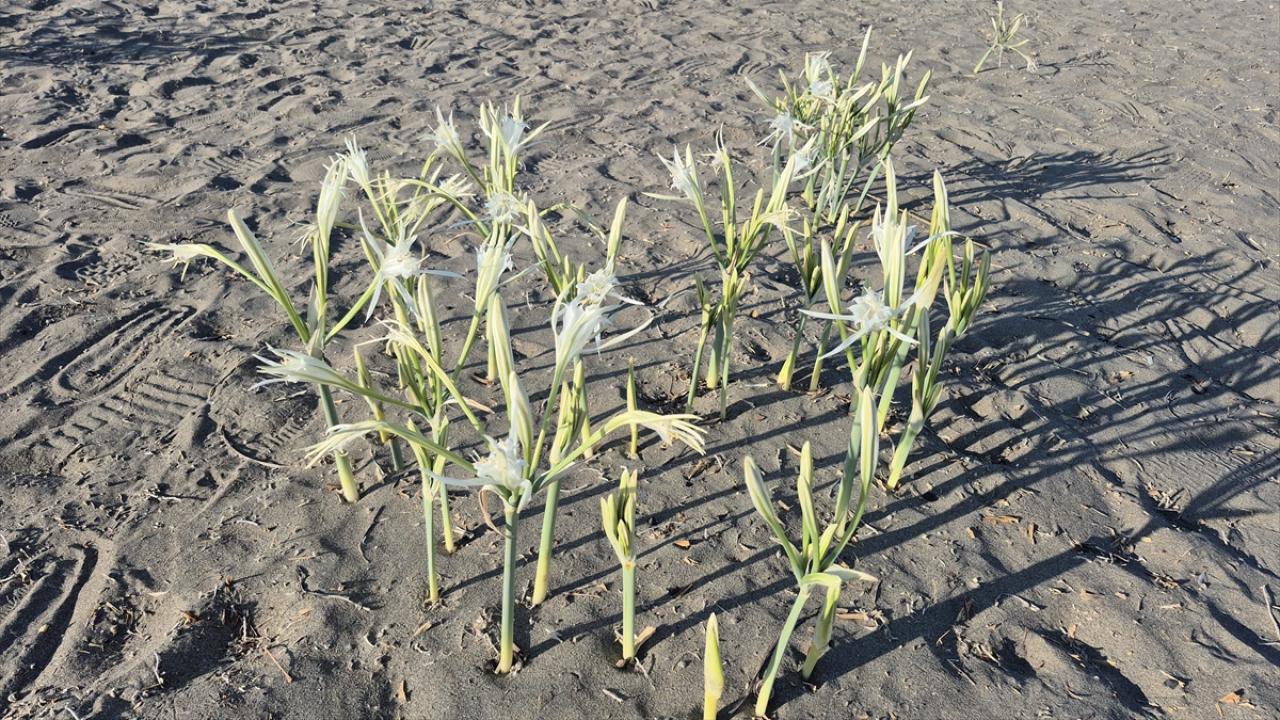 Muğla'da "kum zambakları" sahilleri süslemeye başladı