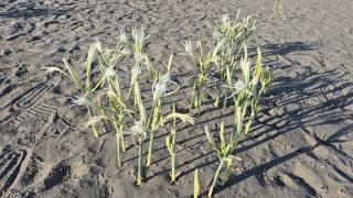 Muğla'da "kum zambakları" sahilleri süslemeye başladı