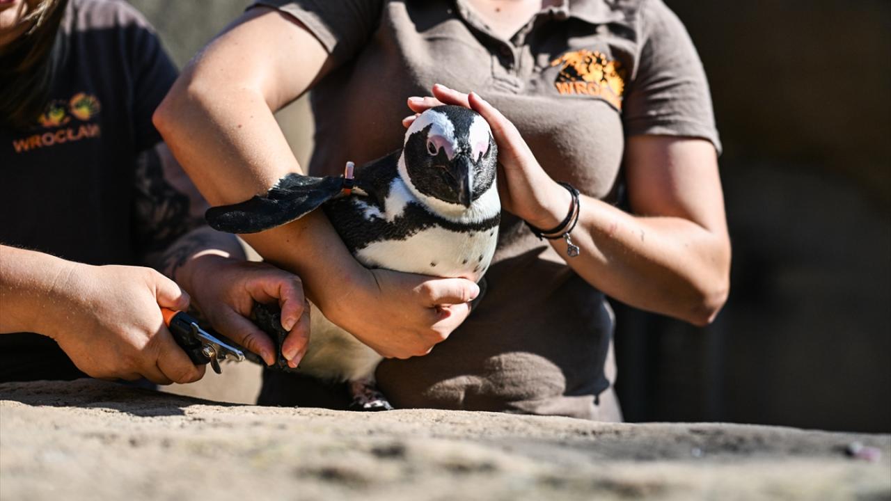 Wroclaw Hayvanat Bahçesi penguenleri yeni halkalarıyla tanınabilir hale geliyor