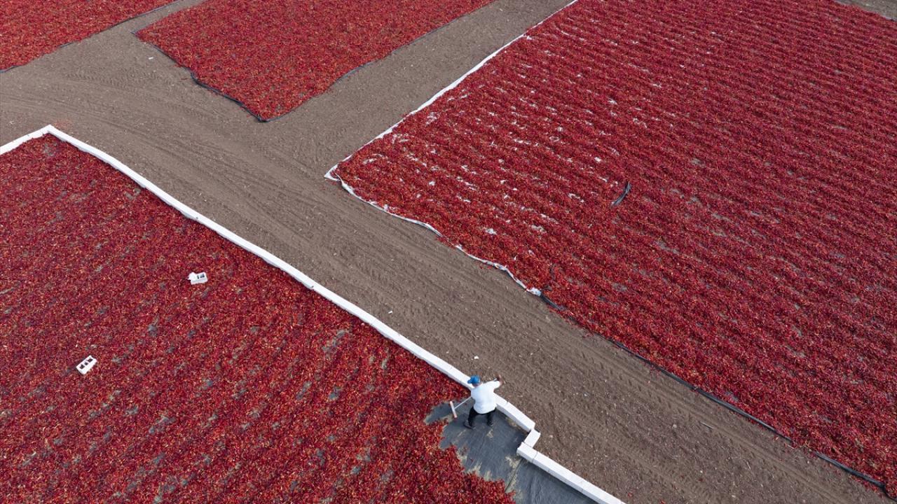 Gaziantep’te pul biber mesaisi