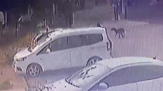 Başıboş sokak köpekleri 3 yaşındaki çocuğu kovaladı