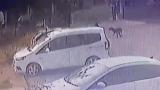 Başıboş sokak köpekleri 3 yaşındaki çocuğu kovaladı