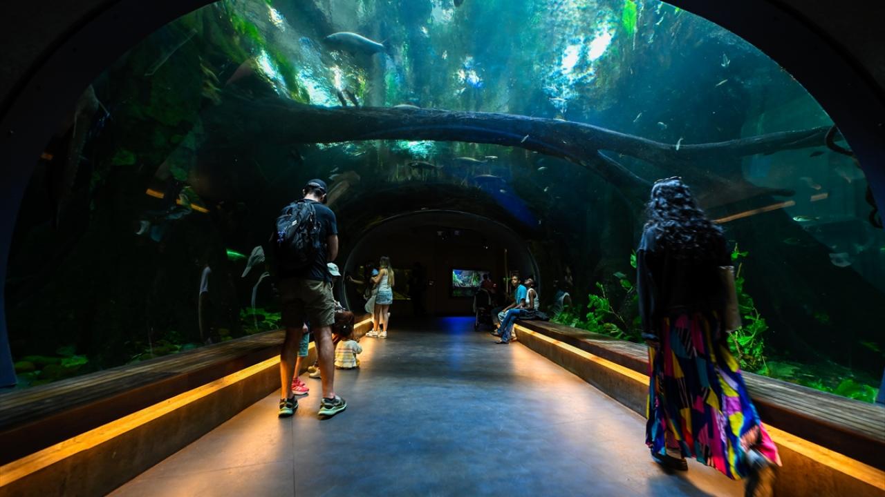 Kaliforniya’da ziyaretçiler Steinhart Akvaryumu’nun canlılarını keşfediyor