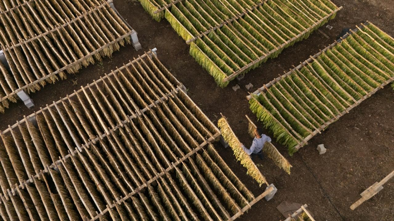 Mardin’in Gurs Vadisi’nde tütün hasadı başladı