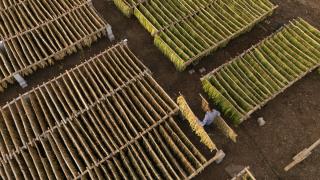 Mardin’in Gurs Vadisi’nde tütün hasadı başladı
