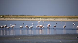 Kuraklık Van Gölü kıyılarındaki flamingoların yaşam alanlarını daralttı