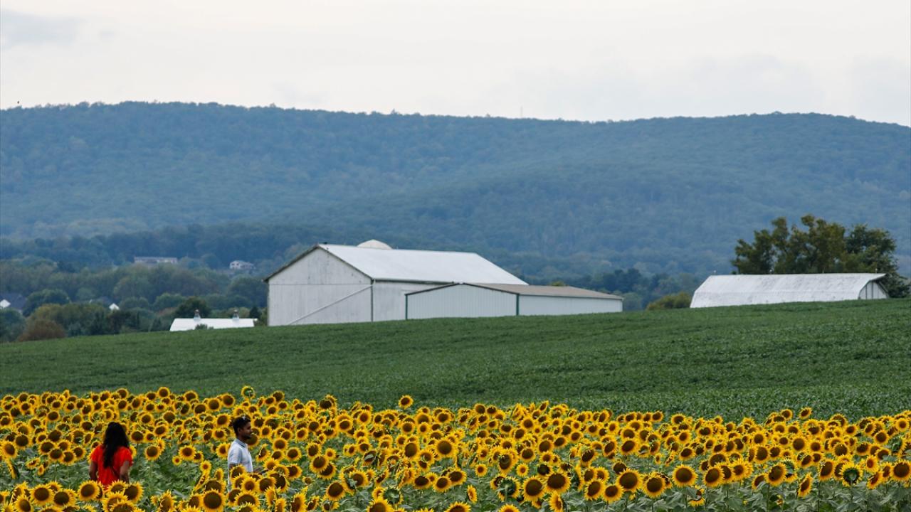 Maryland’de ayçiçeği tarlası
