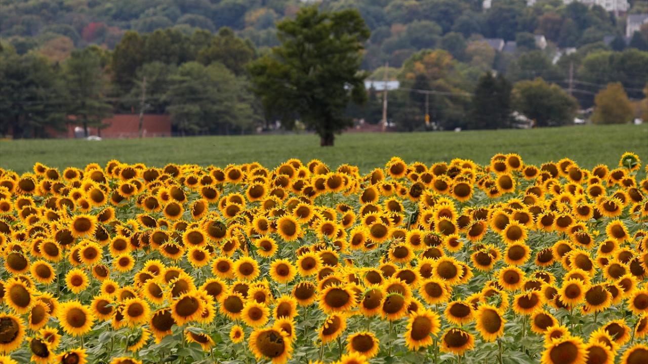 Maryland’de ayçiçeği tarlası