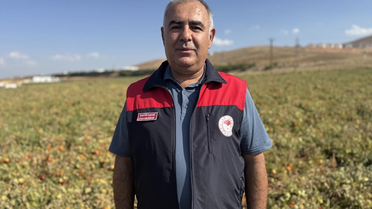 "Domates ihracatının bu yıl 1300 ton civarında olmasını bekliyoruz"