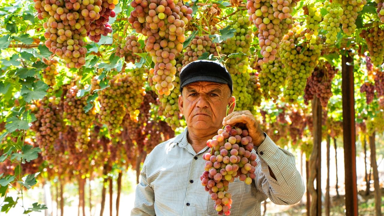 Vibratsiyali jinsiy aloqa mashinalari onlayn