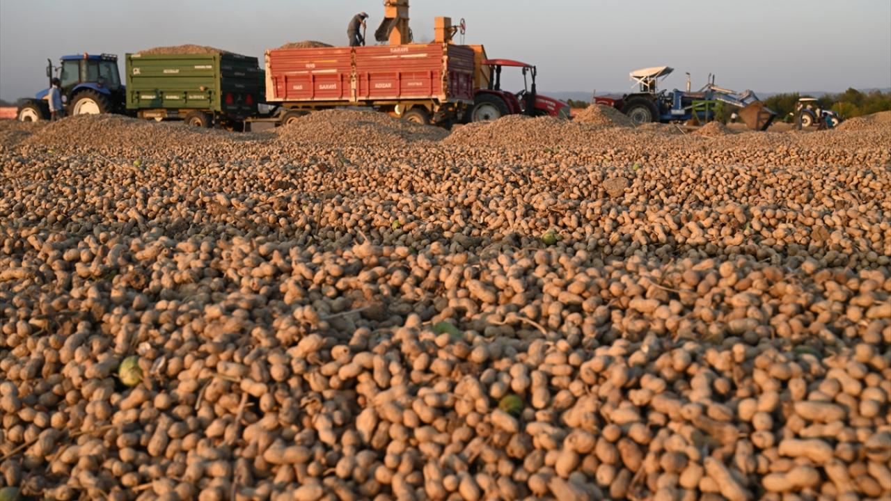 Rekoltede geçen yıla göre artış bekleniyor