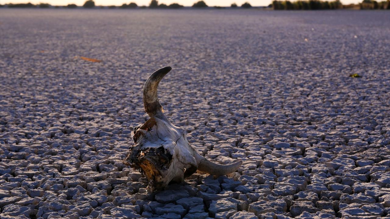 "Bu yıl iklim şartlarından dolayı daha erken kurudu"